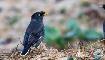 Bird Watching Tour